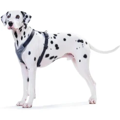 - Harness Neoprene - Hundegeschirr><noscript><img width=